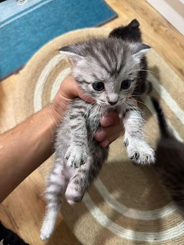 Мышыктар: Котята, полосатые и дымчатые окрасы - Порода: домашние — 4