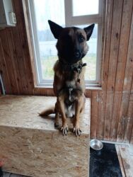 отдам даром питбуль: Ит бекер берилет: Бельгия овчаркасы, 1 жаш, Эркек, Эмделген