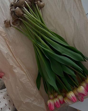 Букеты из живых цветов: Тюльпаны срезанные и на луковице - Сорта и окраски: белые, розовые — 2