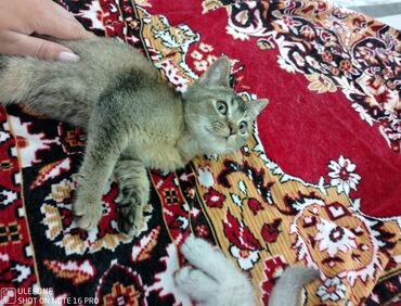 шиншилла котенок: Шиншилла, Самец, В добрые руки, Самовывоз, Платная доставка