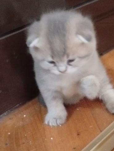 Pişiklər: Şotland, Erkək, Dişi, Yaxşı əllərə — 8