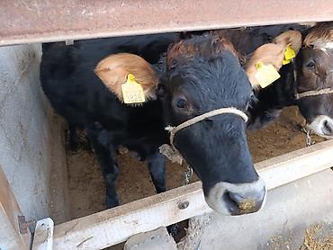 Коровы, быки: Продаю | Бык (самец) | Герефорд | На откорм | Привязанные — 27