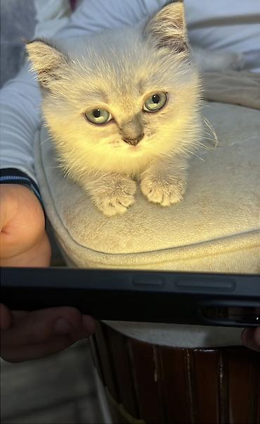 maine coon qiymeti: Britan, Dişi, Yaxşı əllərə, Ünvandan götürmə, Pulsuz çatdırılma — 3
