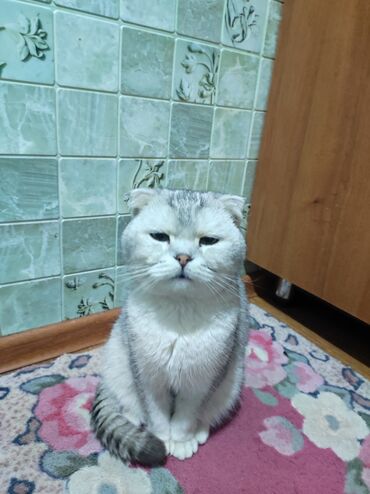 mashina tojota rav 4: Чистый породистый шотландец. Очень хорошенький кот. Приучин к лотку