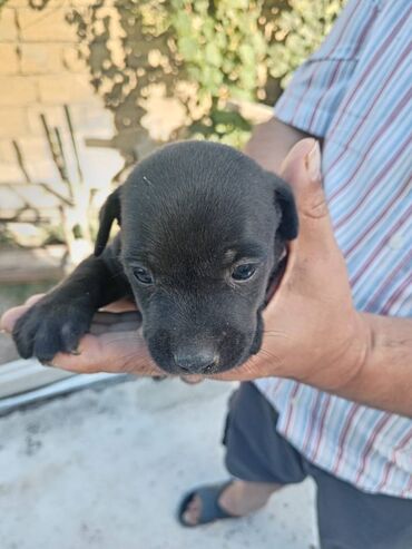 Pontiac: Zvonok, 1 ay, Erkek, Peyvəndli, Ünvandan götürmə