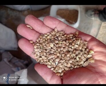Другие виды семян и саженцев: Продаю семяна эспарцета сорт"Иссык-Кульс кий"