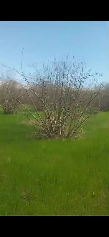 Torpaq sahələrinin satışı: Kənd təsərrüfatı — 11