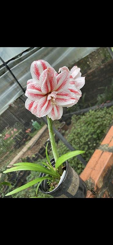 Digər bitkilər: Hippeastrum (Amarillis) soğanlı dekorativ çiçəklər – bir neçə rəng və — 8