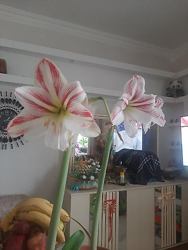 ev gulleri ve adlari: Bitki: Hippeastrum (Amarillis) – zolaqlı sort Güllər: Hər saplaqda — 1