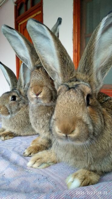 Dovşanlar: Flandr cinsli damazlıq dovşan balaları satılır. Ətlik cinsidir. Təmiz -da lalafo.az — 10 Dovşanlar: Flandr cinsli damazlıq dovşan balaları satılır. Ətlik cinsidir. Təmiz — 10