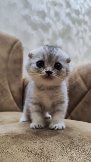 Pişiklər: Şotland yastı qulaq, Dişi, Yaxşı əllərə, Ünvandan götürmə, Pulsuz çatdırılma, Ödənişli çatdırılma — 4