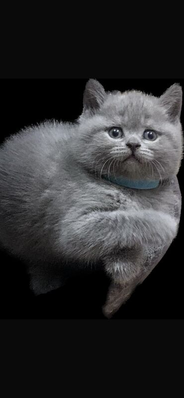 Коты: Продам котёнка шотландской породы Скоттиш страйт. Девочка,возраст1,5м