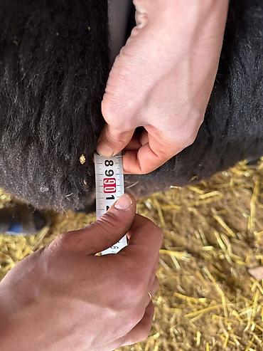 Баран, овца: Продаю | Овца (самка) | Для разведения — 16