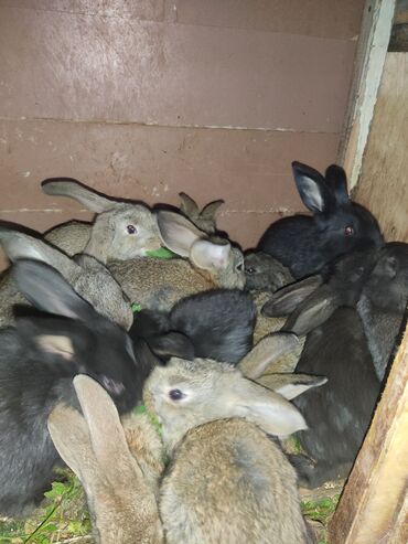 мяса кролика: Кролики от одного до полутора месяца великаны и Франц.баран.Цена: по