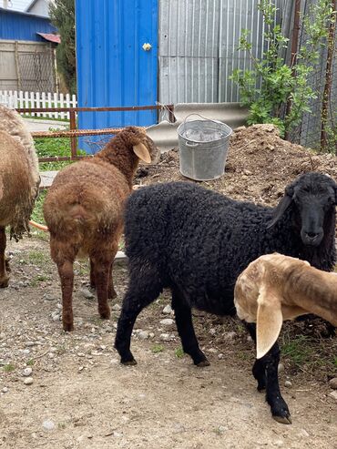С/х животные и товары: Бараны, овцы