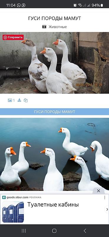 Птицы: Суточные гусята тяжёлой линии Мамутов,вывод каждую неделю,родительская — 10