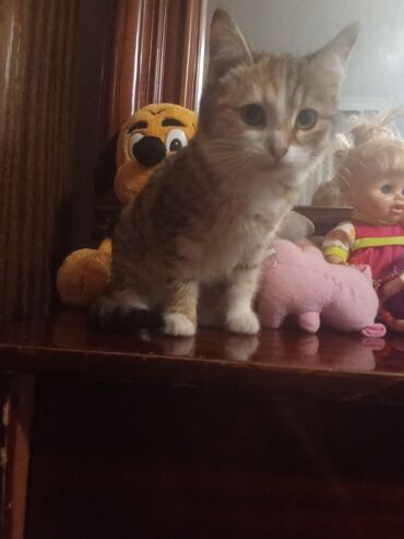 Pişiklər: Şotland toppuş az tüklü ba la şirindi tippusdu — 1