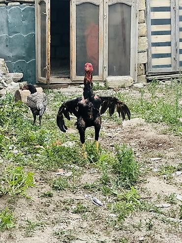 toyuq növləri: Məhsul: Uzunboyun, güclü skeletli cinsindən xoruz Təsvir: - Boyun və — 1