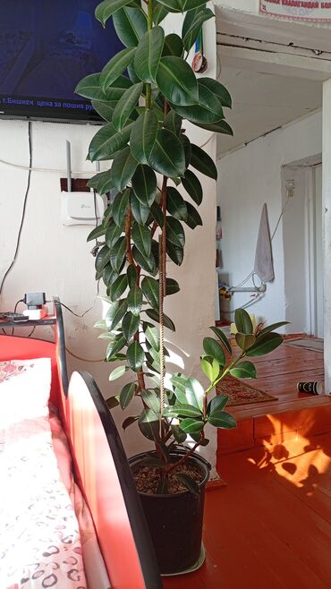 натрия тиосульфат цена бишкек: Фикус эластика (каучуконосный), крупномер в напольном горшке. -