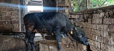 алатауская порода коров цена: Сатам | Бука (эркек) | Байланган