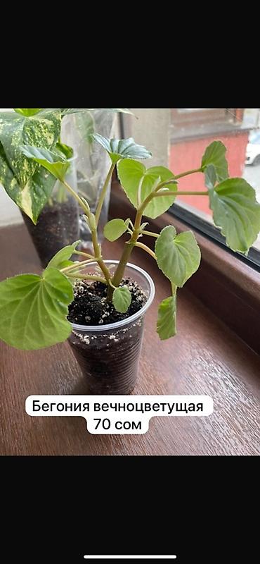 Традесканциялар: Распродажа комнатных растений -Эпипремнум пересажен,адаптирован — 4
