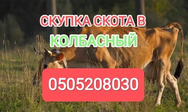 Куплю с/х животных: Куплю | Коровы, быки, Лошади, кони | Круглосуточно, Любое состояние, Забитый