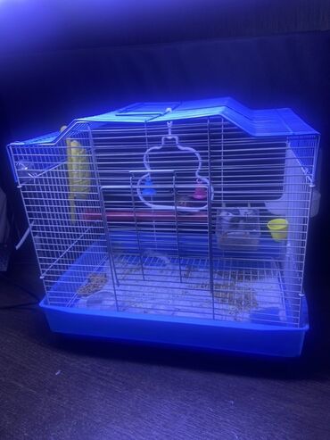 минеральная смесь для волнистых попугаев: Продаю клетку с птицами звоните по номеру телефона