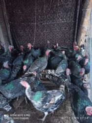 купить домашних курей: Келишим баада