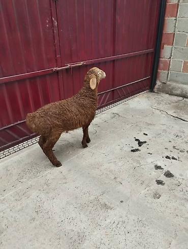 Баран, овца: Продаю | Овца (самка) | Арашан | Для разведения | Племенные — 9