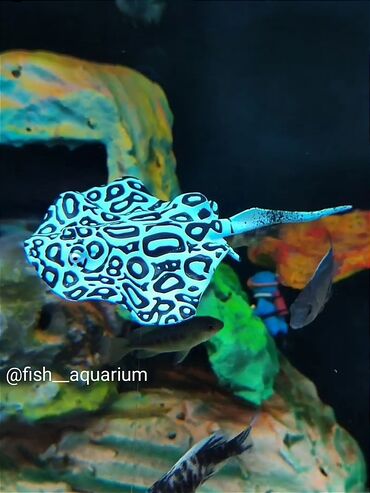 аквариумные рыбки в бишкеке: Скаты для аквариума. Красиво выглядят в воде. Аквариумный декор