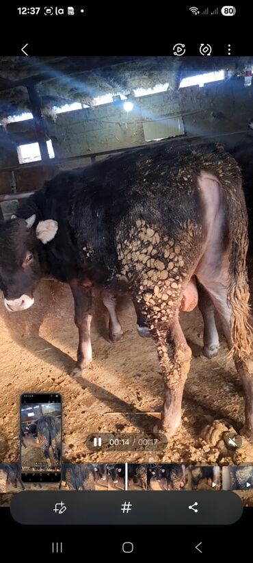 Коровы, быки: Продаю | Бык (самец) | Полукровка | На откорм | Привязанные — 1