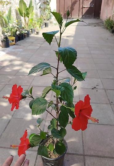 otaq qapları: Qırmızı çiçəkli hibiskus (Hibiscus rosa-sinensis) – saksıda — 1