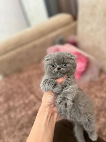 Pişiklər: Şotland yastı qulaq, Erkək, Dişi, Yaxşı əllərə, Ünvandan götürmə, Pulsuz çatdırılma, Ödənişli çatdırılma — 246