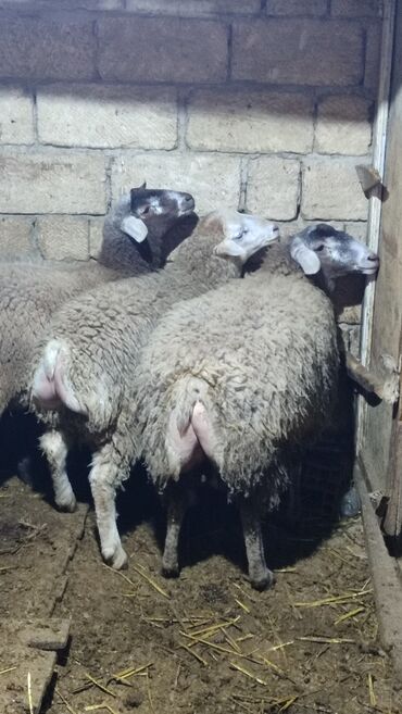 Qoyunlar, qoçlar: Sağlam cavan heyvanlardi kom satılır Kurdexanidadi. Ümumi 12 Heyvandi — 4