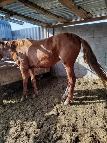 кане корсо щенок цена: Продаю | Кобыла (самка) | На забой