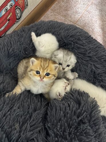 Pişiklər: Britan — 8