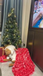 Güzgülər: Yolka 60 azn satilir‼️olcu 1.35 unvan azadliq kod4447 sekine