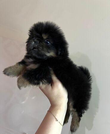 it davasi 2019: Pekines, 2 ay, Dişi, Ünvandan götürmə