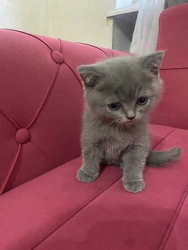 Кошки: Шотландская вислоухая — 10