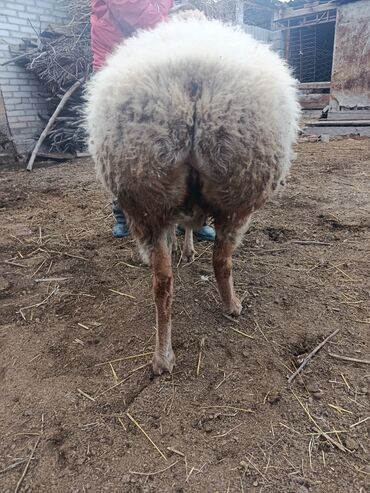 Баран, овца: Продаю | Овца (самка) | Арашан | Для разведения | Котные — 13