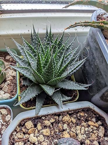 алоэ гулу: Aloe Aristata. Tək 3 manat. 2 və daha çox 2.50. 1-2 aylıqdılar. Böyük — 5