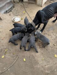 İtlər: 1 ay, Peyvəndli, Rayonlara çatdırılma, Ünvandan götürmə, Pulsuz çatdırılma — 2