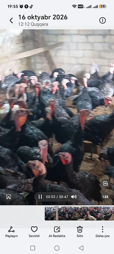 ev pişik: Satılır hind quşları. Yalnız erkəkləri. Diri çəki 14 manat. Hinduşqa — 1