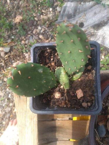 Kaktus: Kaktus — 10