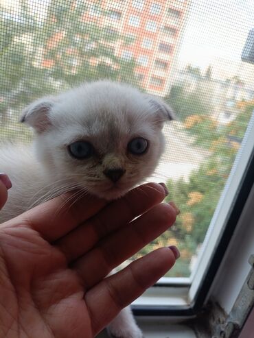 шотландский вислоухий рыжий котенок: Şotland yastı qulaq, Yaxşı əllərə