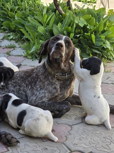 ош собаки: Замечательные щеночки ищут добрых, любящих хозяев. Мама породистый