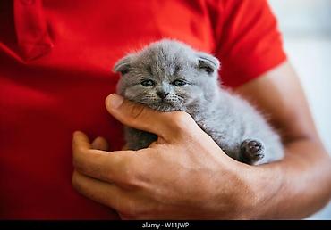 Pişiklər: Şotland yastı qulaq, Erkək, Dişi, Yaxşı əllərə, Ünvandan götürmə, Ödənişli çatdırılma, Pulsuz çatdırılma — 11