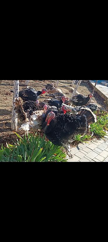 kənd məhsulları: Hinduşka yumurtası və cücələri 30 ədəd var .Hazrda. Məhsul təsviri: - — 7