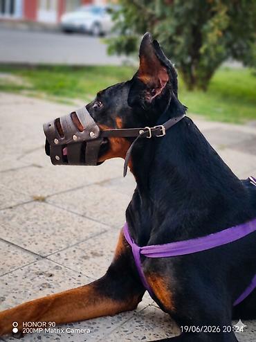 alman coban kopeği: Doberman, 5 il, Dişi, Cütləşmə üçün — 2