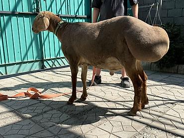 Баран, овца: Продаю | Баран (самец) | Арашан | Для разведения — 3